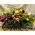 Arrow line flowers