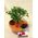 Μπονσάι φυτό σε γυάλινο σκευος με στρώματα διακοσμητικού γυαλιού σε κόκκους