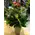 Roses "Rainbow" Extra special
