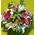 Spring colored flowers in basket. Pink Spring !!!