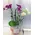 Ορχιδέα Phalaenopsis mini (υβρίδιο) σε γυάλινο βάζο ή ποτ!!! Ιδιαίτερο.