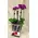 Ορχιδέα Phalaenopsis mini (υβρίδιο) σε γυάλινο βάζο ή ποτ!!! Ιδιαίτερο.