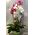 Phalaenopsis orchid (2) plants  in "artstone" fine plastic pot.Exclusive