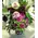 Bouquet with red and pink seasonal flowers.Special.
