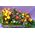 Διακοσμητική σύνθεση με άνθη σε ξύλινο δίσκο και χρωματιστά σφουγγάρια