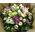 Flower arrangement "Spring Purple Mystery"
