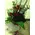 (21) red roses bouquet  A' quality Dutch gift wrapped with greens + VASE!!!