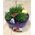 Arrangement of small suculent plant in fine quality pot. Exclusive