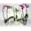 Phalaenopsis (1) Plant with (2) spikes of flowers + Pot. (only for ATTICA REGION GREECE)