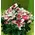Spring colored flowers in basket. Pink Spring !!!