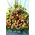 Basket arrangement with summer flavor!!! "Thousand flowers"!!!