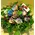 Roses "Rainbow" vase (11) stems with Greens.