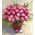 Tulips "On the go" (20) stems in glass + decoration. Smash Offer !!! Exclusive.
