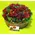 Red roses cake "artistic". Special