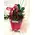 Red Roses (21) stems bouquet in water bag.