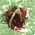 Christmas bouquet with roses and typha grass !!!