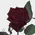 Roses Natural Black Baccara (21) stems. Very Exclusive. Gift Wrapped or Bouquet.