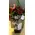 Red roses bouquet (10)stems  A' quality Dutch  gift wrapped with greens in water!!!