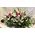 Arrangement in glass vase with colored gel.Arrow line.Exclusive.