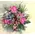 Christmas winter basket with elegant flowers