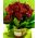 (21) red roses vase + colored sand