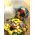 Arrangement "Super Pack" for new born baby boy . X-large Teddy 60cm + Balloons !!