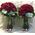 "Κόκκινα Τριαντάφυλλα" !!! Αγάπη χ 200 !!! (2) Πολυτελή Μπουκέτα (100) τεμ./έκαστο.!!!