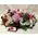 Orchids and roses on metal tray with accessories!!!