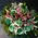 Tropical Flower Arrangement or Bouquet !!!(Exclusive)