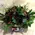 Roses Natural Black Baccara (21) stems. Very Exclusive. Gift Wrapped or Bouquet.