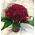 (101) Κόκκινα Exclusive Dutch Roses 50cm σε βάζο.Σπέσιαλ.