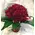 (101) Red Exclusive Dutch Roses 50 cm gift wrapped in vase special