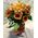 Glass vase tulips flower arrangement. Random Colors !!! Exclusive.
