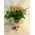 Tulips (20) stems in glass vase with decorative sand layers!!! Random Colors