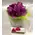 Glass vase tulips flower arrangement. Random Colors !!!