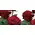 Red roses  A Quality Dutch . Super Week  Offer