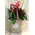 Red roses (9) stems in modern water flower bag.