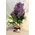 Vase with vanda orchids