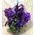 Arrangement with vanda (or phalaenopsis - cymbidium) orchids +Decoration. Exclusive !!!