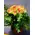 (25) red & pink roses bouquet Extra Quality Dutch + Ceramic quality vase!!! Super week Offer.(25) red & pink roses bouquet Extra Quality Dutch + Ceramic quality vase!!! Super week Offer.