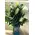 Pebbles "Oasis Moss" in glass vase with oriental lillies