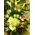 Ανθοπωλεία flowershop.gr Καλάθι με πολύχρωμα λουλούδια & πρασινάδες.