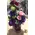 Season flowers - Random Varieties