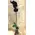Phalaenopsis Black Dyed In Vase.
