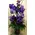 Arrangement with vanda (or phalaenopsis - cymbidium) orchids +Decoration. Exclusive !!!