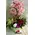Rose Ball On Bonsai Dried Stem !!! Special