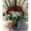 (50) red roses bouquet Extra Quality Dutch + vase + Happy Birthday Balloon !!! Special