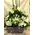 Green White Flower Arrangement