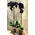 Phalaenopsis Black Dyed In Vase."Buy Exclusive Get Twins"!!!