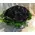 Roses Natural Black Baccara (30) stems. Very Exclusive. Glass Arrangement.